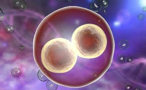 体外受精 IVF-ET